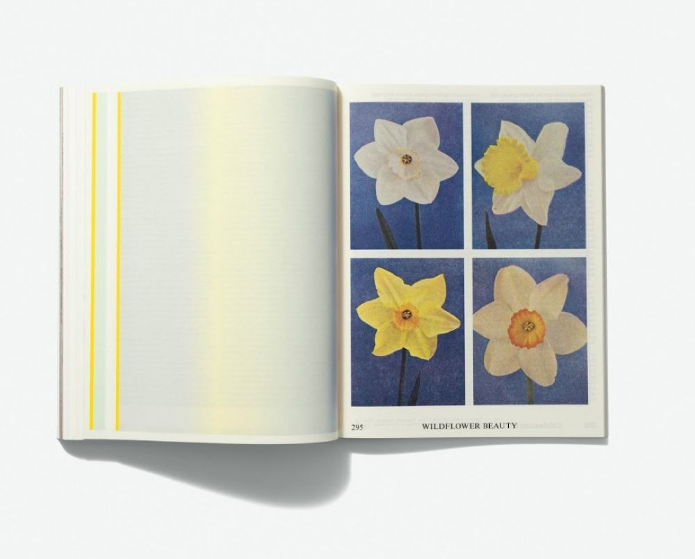 Interior pages of 'Emergence Magazine Vol. #6 – Seasons'. The photograph shows the hefty magazine opened to a page showing four photographs of daffodils and jonquils in bloom, with a blank page opposite on the left.