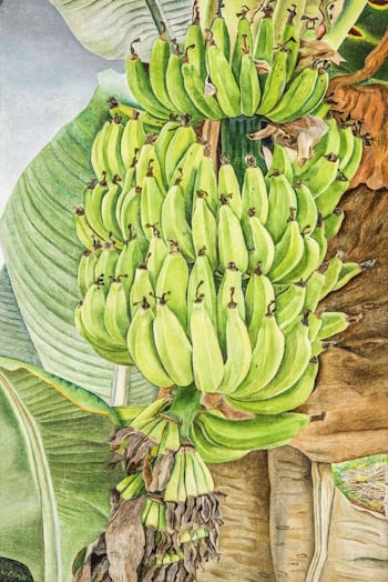 Lucian Freud, Bananas. Courtesy: The Lucian Freud Archive.